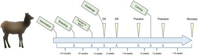 Fecal and vaginal microbiota of vaccinated and non-vaccinated pregnant elk challenged with Brucella abortus